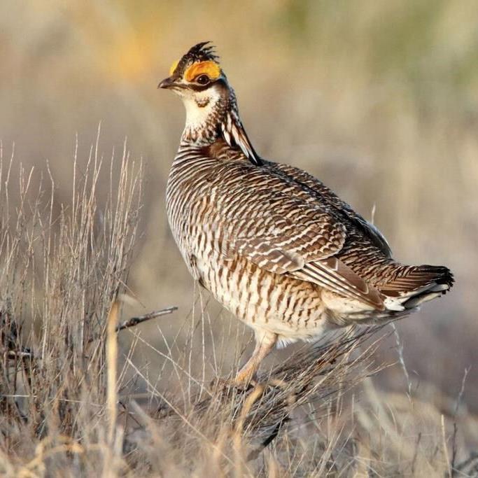 GOP measures would undo protections for endangered lesser prairie chicken, northern bat
